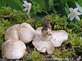 Calocybe gambosa-amf1864